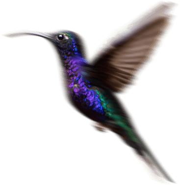 Humming bird